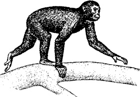 Иллюстрация к книге — Непослушное дитя биосферы. Беседы о поведении человека в компании птиц, зверей и детей [c02p02.jpg]