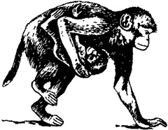 Иллюстрация к книге — Непослушное дитя биосферы. Беседы о поведении человека в компании птиц, зверей и детей [c02p06.jpg]