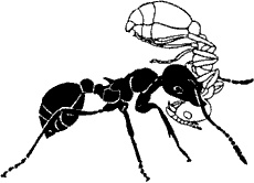 Иллюстрация к книге — Непослушное дитя биосферы. Беседы о поведении человека в компании птиц, зверей и детей [c02p10.jpg]