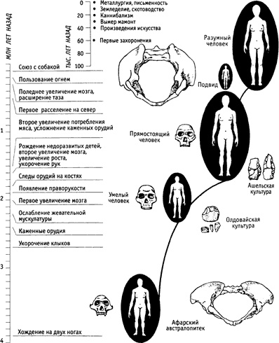 Иллюстрация к книге — Непослушное дитя биосферы. Беседы о поведении человека в компании птиц, зверей и детей [c02p11.jpg]