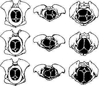 Иллюстрация к книге — Непослушное дитя биосферы. Беседы о поведении человека в компании птиц, зверей и детей [c02p15.jpg]