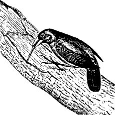 Иллюстрация к книге — Непослушное дитя биосферы. Беседы о поведении человека в компании птиц, зверей и детей [c02p16.jpg]