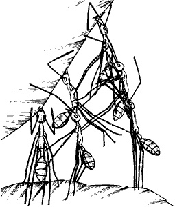 Иллюстрация к книге — Непослушное дитя биосферы. Беседы о поведении человека в компании птиц, зверей и детей [c02p19.jpg]