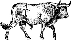 Иллюстрация к книге — Непослушное дитя биосферы. Беседы о поведении человека в компании птиц, зверей и детей [c02p34.jpg]