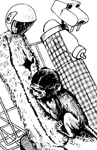 Иллюстрация к книге — Непослушное дитя биосферы. Беседы о поведении человека в компании птиц, зверей и детей [c03p06.jpg]