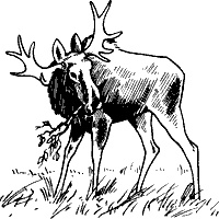 Иллюстрация к книге — Непослушное дитя биосферы. Беседы о поведении человека в компании птиц, зверей и детей [c03p08.jpg]