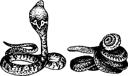 Иллюстрация к книге — Непослушное дитя биосферы. Беседы о поведении человека в компании птиц, зверей и детей [c03p15.jpg]