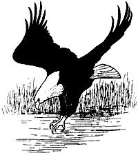 Иллюстрация к книге — Непослушное дитя биосферы. Беседы о поведении человека в компании птиц, зверей и детей [c03p20.jpg]