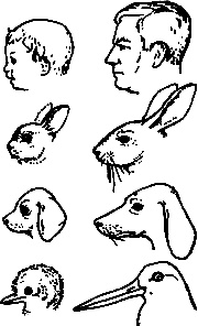 Иллюстрация к книге — Непослушное дитя биосферы. Беседы о поведении человека в компании птиц, зверей и детей [c03p30.jpg]