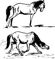 Иллюстрация к книге — Непослушное дитя биосферы. Беседы о поведении человека в компании птиц, зверей и детей [c03p33.jpg]