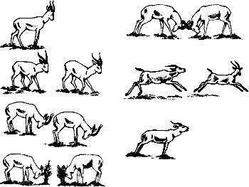 Иллюстрация к книге — Непослушное дитя биосферы. Беседы о поведении человека в компании птиц, зверей и детей [c03p39.jpg]