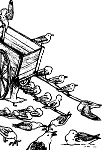 Иллюстрация к книге — Непослушное дитя биосферы. Беседы о поведении человека в компании птиц, зверей и детей [c04p11.jpg]