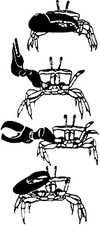 Иллюстрация к книге — Непослушное дитя биосферы. Беседы о поведении человека в компании птиц, зверей и детей [c05p16.jpg]