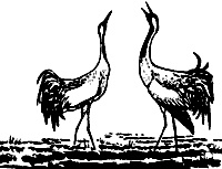 Иллюстрация к книге — Непослушное дитя биосферы. Беседы о поведении человека в компании птиц, зверей и детей [c05p24.jpg]