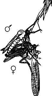 Иллюстрация к книге — Непослушное дитя биосферы. Беседы о поведении человека в компании птиц, зверей и детей [c05p26.jpg]