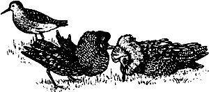 Иллюстрация к книге — Непослушное дитя биосферы. Беседы о поведении человека в компании птиц, зверей и детей [c06p04.jpg]