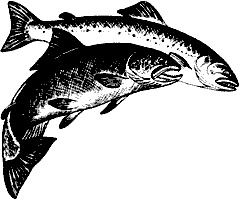 Иллюстрация к книге — Непослушное дитя биосферы. Беседы о поведении человека в компании птиц, зверей и детей [c06p05.jpg]