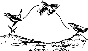 Иллюстрация к книге — Непослушное дитя биосферы. Беседы о поведении человека в компании птиц, зверей и детей [c06p07.jpg]