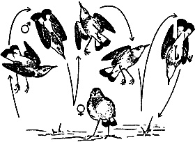 Иллюстрация к книге — Непослушное дитя биосферы. Беседы о поведении человека в компании птиц, зверей и детей [c06p08.jpg]