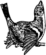 Иллюстрация к книге — Непослушное дитя биосферы. Беседы о поведении человека в компании птиц, зверей и детей [c06p10.jpg]