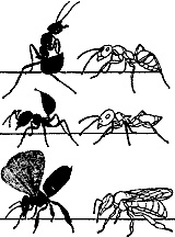 Иллюстрация к книге — Непослушное дитя биосферы. Беседы о поведении человека в компании птиц, зверей и детей [c07p04.jpg]