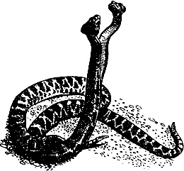 Иллюстрация к книге — Непослушное дитя биосферы. Беседы о поведении человека в компании птиц, зверей и детей [c07p11.jpg]