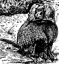 Иллюстрация к книге — Непослушное дитя биосферы. Беседы о поведении человека в компании птиц, зверей и детей [c07p19.jpg]