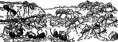 Иллюстрация к книге — Непослушное дитя биосферы. Беседы о поведении человека в компании птиц, зверей и детей [c07p36.jpg]