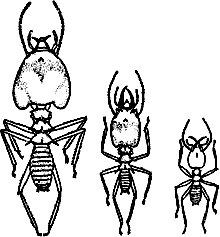 Иллюстрация к книге — Непослушное дитя биосферы. Беседы о поведении человека в компании птиц, зверей и детей [c07p44.jpg]