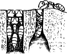 Иллюстрация к книге — Непослушное дитя биосферы. Беседы о поведении человека в компании птиц, зверей и детей [c07p45.jpg]