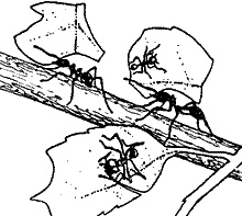 Иллюстрация к книге — Непослушное дитя биосферы. Беседы о поведении человека в компании птиц, зверей и детей [c07p46.jpg]