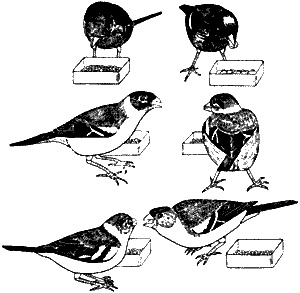 Иллюстрация к книге — Непослушное дитя биосферы. Беседы о поведении человека в компании птиц, зверей и детей [c07p47.jpg]