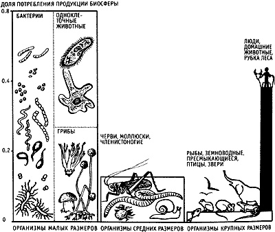Иллюстрация к книге — Непослушное дитя биосферы. Беседы о поведении человека в компании птиц, зверей и детей [c08p05.jpg]