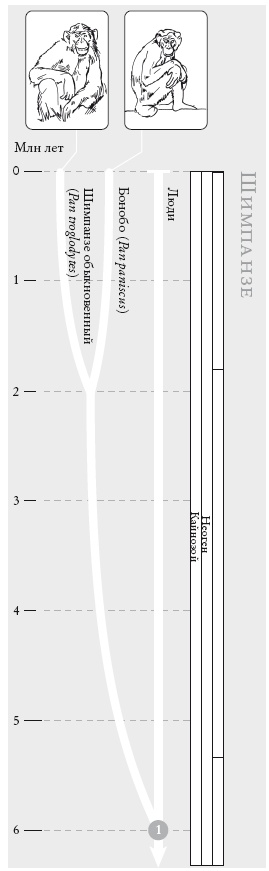 Иллюстрация к книге — Рассказ предка. Паломничество к истокам жизни [i_007.jpg]