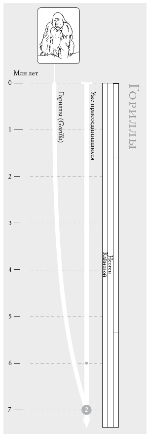 Иллюстрация к книге — Рассказ предка. Паломничество к истокам жизни [i_008.jpg]
