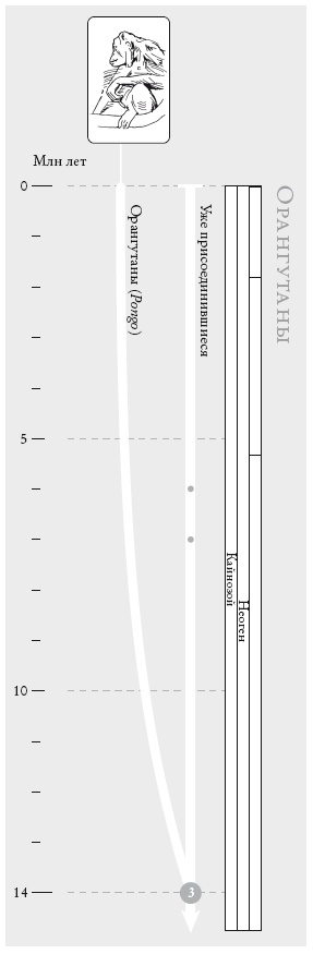 Иллюстрация к книге — Рассказ предка. Паломничество к истокам жизни [i_009.jpg]