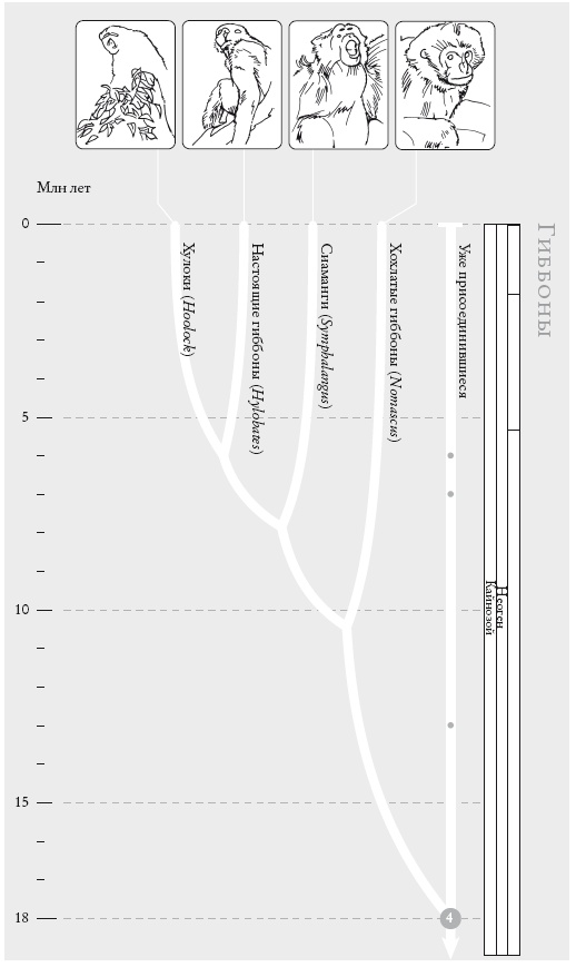 Иллюстрация к книге — Рассказ предка. Паломничество к истокам жизни [i_011.jpg]