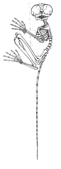 Иллюстрация к книге — Рассказ предка. Паломничество к истокам жизни [i_022.jpg]