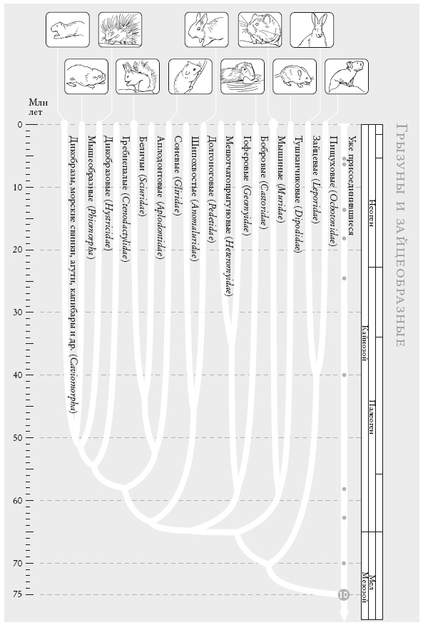 Иллюстрация к книге — Рассказ предка. Паломничество к истокам жизни [i_026.jpg]
