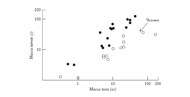 Иллюстрация к книге — Рассказ предка. Паломничество к истокам жизни [i_029.jpg]