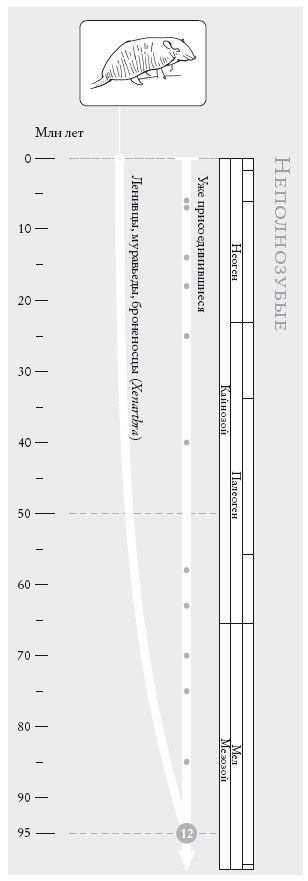 Иллюстрация к книге — Рассказ предка. Паломничество к истокам жизни [i_030.jpg]