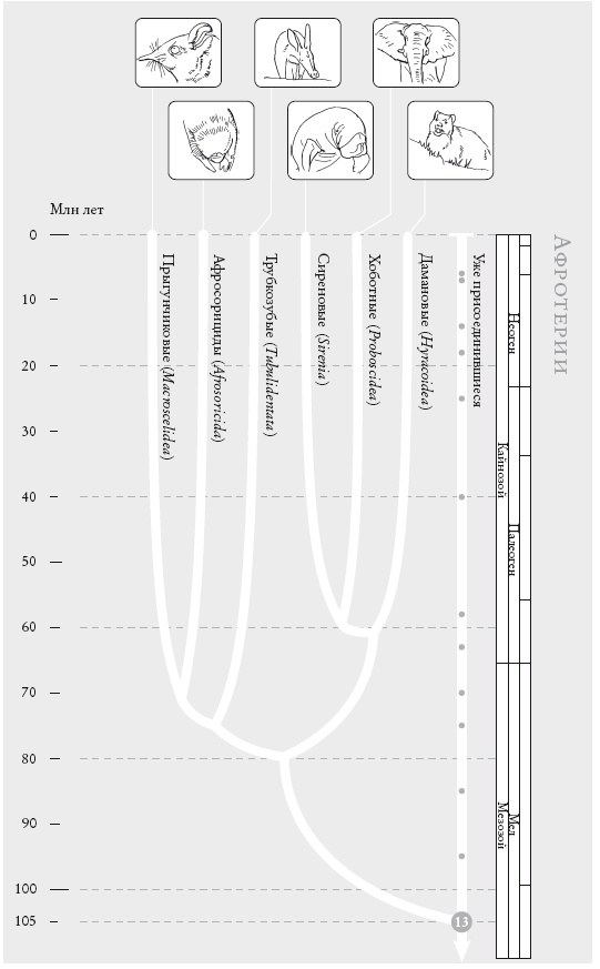 Иллюстрация к книге — Рассказ предка. Паломничество к истокам жизни [i_031.jpg]