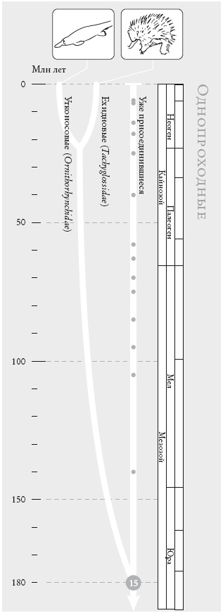 Иллюстрация к книге — Рассказ предка. Паломничество к истокам жизни [i_033.jpg]