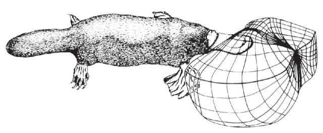 Иллюстрация к книге — Рассказ предка. Паломничество к истокам жизни [i_036.jpg]