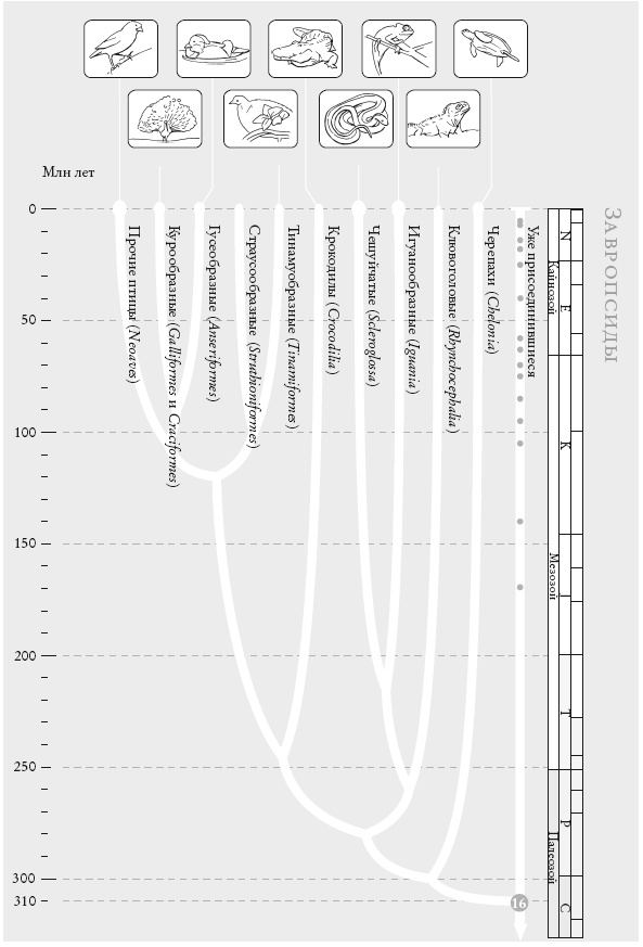Иллюстрация к книге — Рассказ предка. Паломничество к истокам жизни [i_040.jpg]
