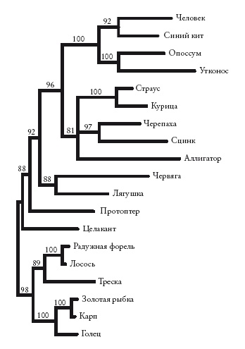 Иллюстрация к книге — Рассказ предка. Паломничество к истокам жизни [i_046.jpg]