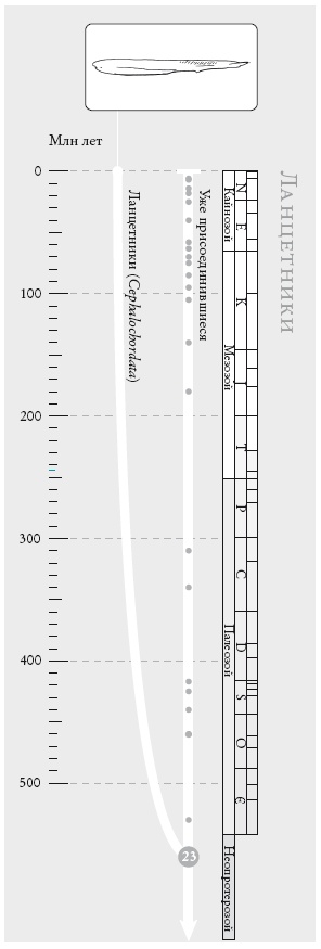 Иллюстрация к книге — Рассказ предка. Паломничество к истокам жизни [i_051.jpg]