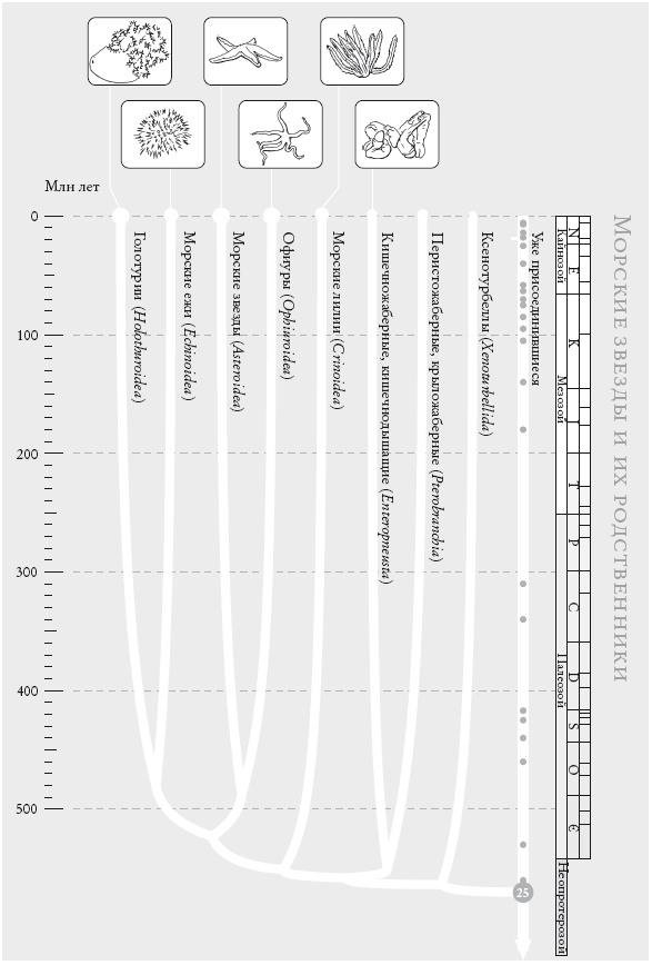 Иллюстрация к книге — Рассказ предка. Паломничество к истокам жизни [i_053.jpg]