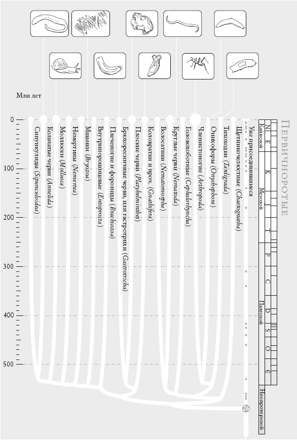 Иллюстрация к книге — Рассказ предка. Паломничество к истокам жизни [i_054.jpg]