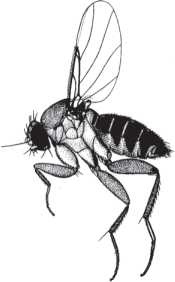 Иллюстрация к книге — Рассказ предка. Паломничество к истокам жизни [i_060.jpg]